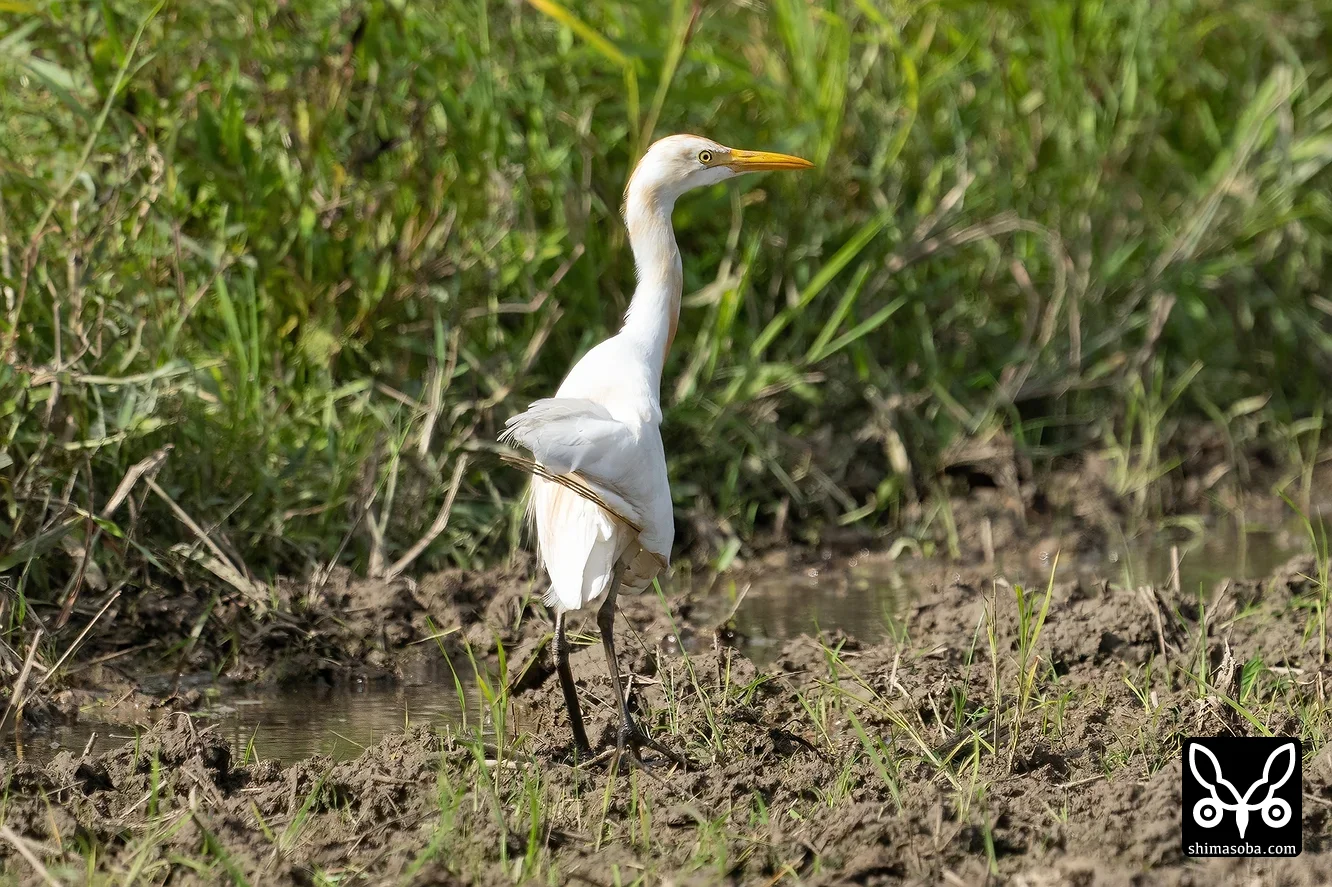 アマサギ