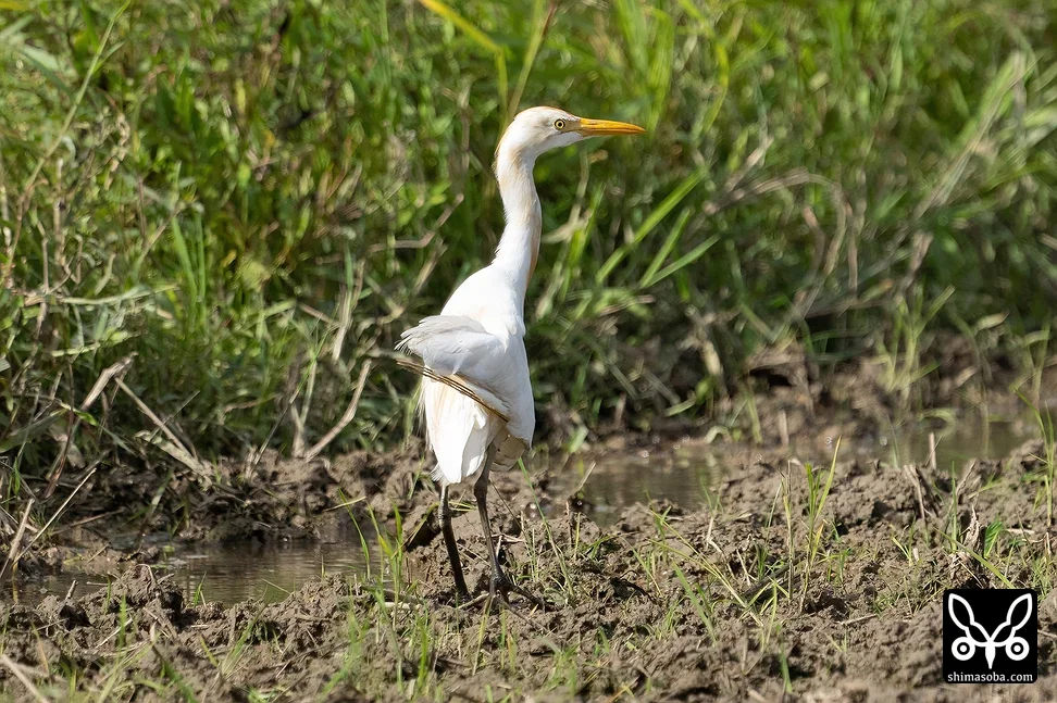 アマサギ