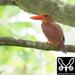 リュウキュウアカショウビン