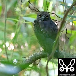 リュウキュウアオバズク
