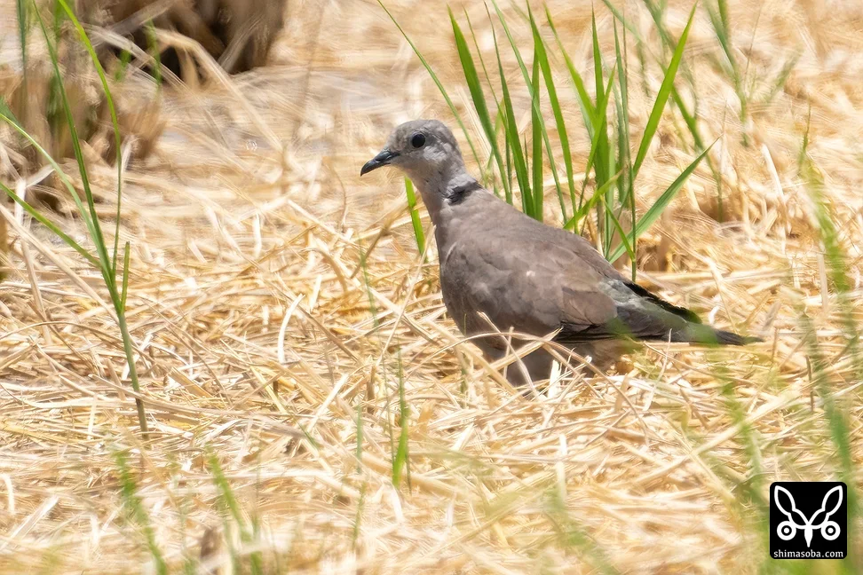 ベニバト