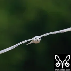 クロハラアジサシ