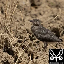 ツバメチドリ子育て、ベニバト飛来、シギ・チドリ秋の渡りなど(動画あり)