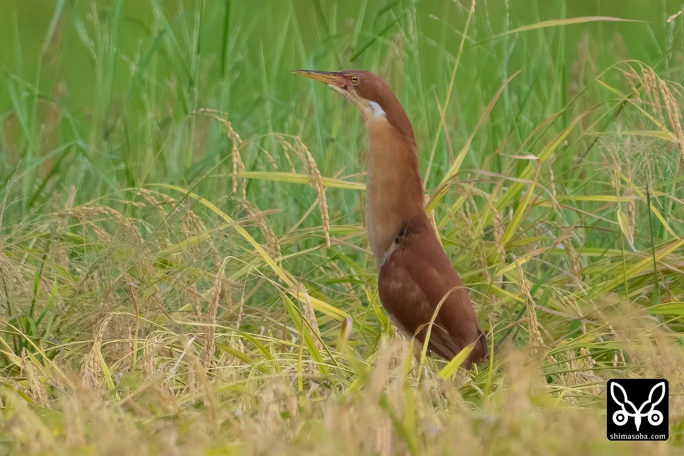 リュウキュウヨシゴイ