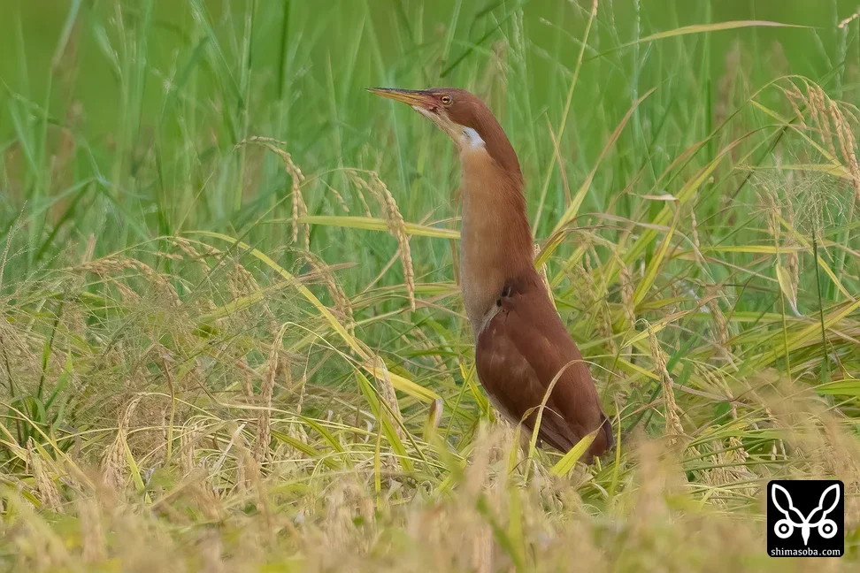 リュウキュウヨシゴイ