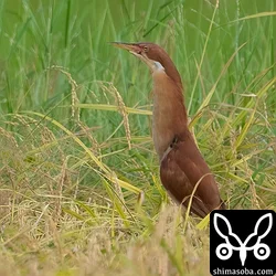 リュウキュウヨシゴイ