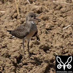 これぐらいになると飛べるようになり、カラスなどが来ると警戒して鳴き声を上ます。