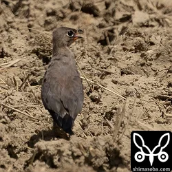 親鳥。石垣島は33度超えで陽炎が発生してもやもやです。^^;