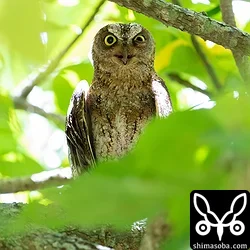 リュウキュウコノハズク
