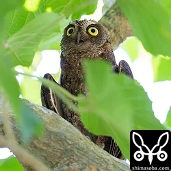リュウキュウコノハズク