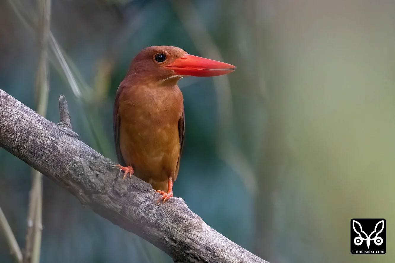 リュウキュウアカショウビン