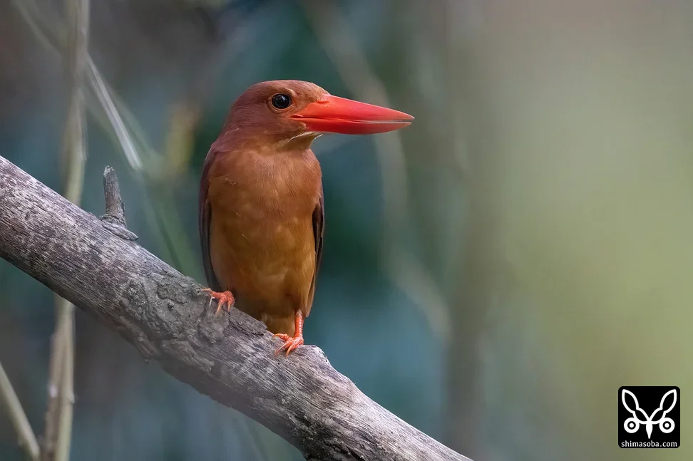 リュウキュウアカショウビン