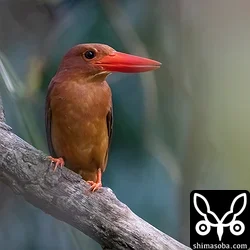 リュウキュウアカショウビン、カンムリワシ、ズグロミゾゴイ(動画あり)