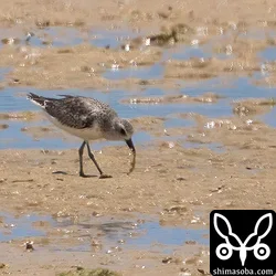 ダイゼン
