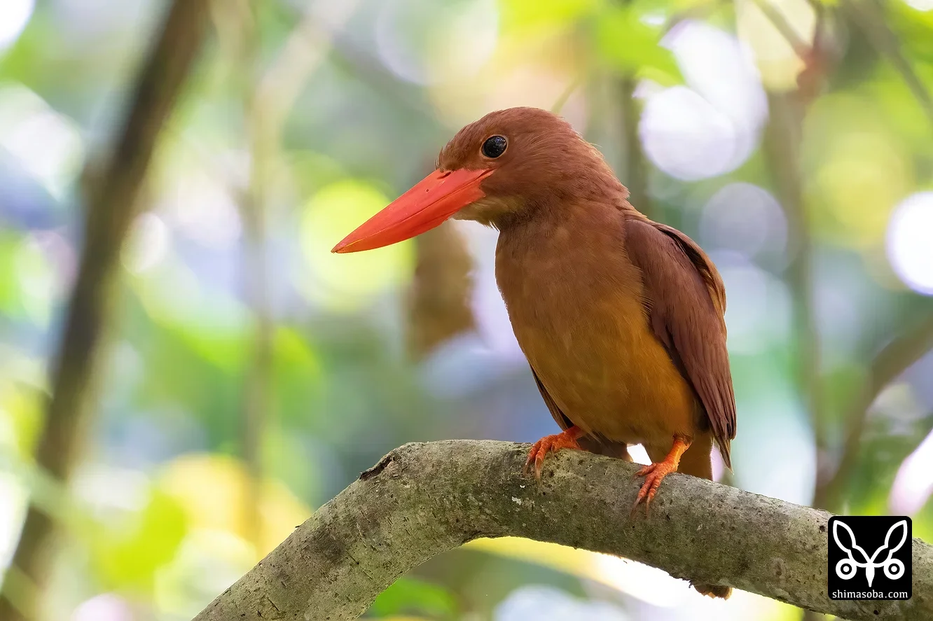 リュウキュウアカショウビン