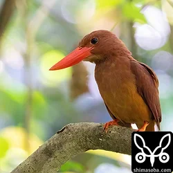 通りすがりの鳥見