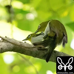 リュウキュウメジロ
