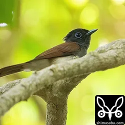 リュウキュウサンコウチョウ