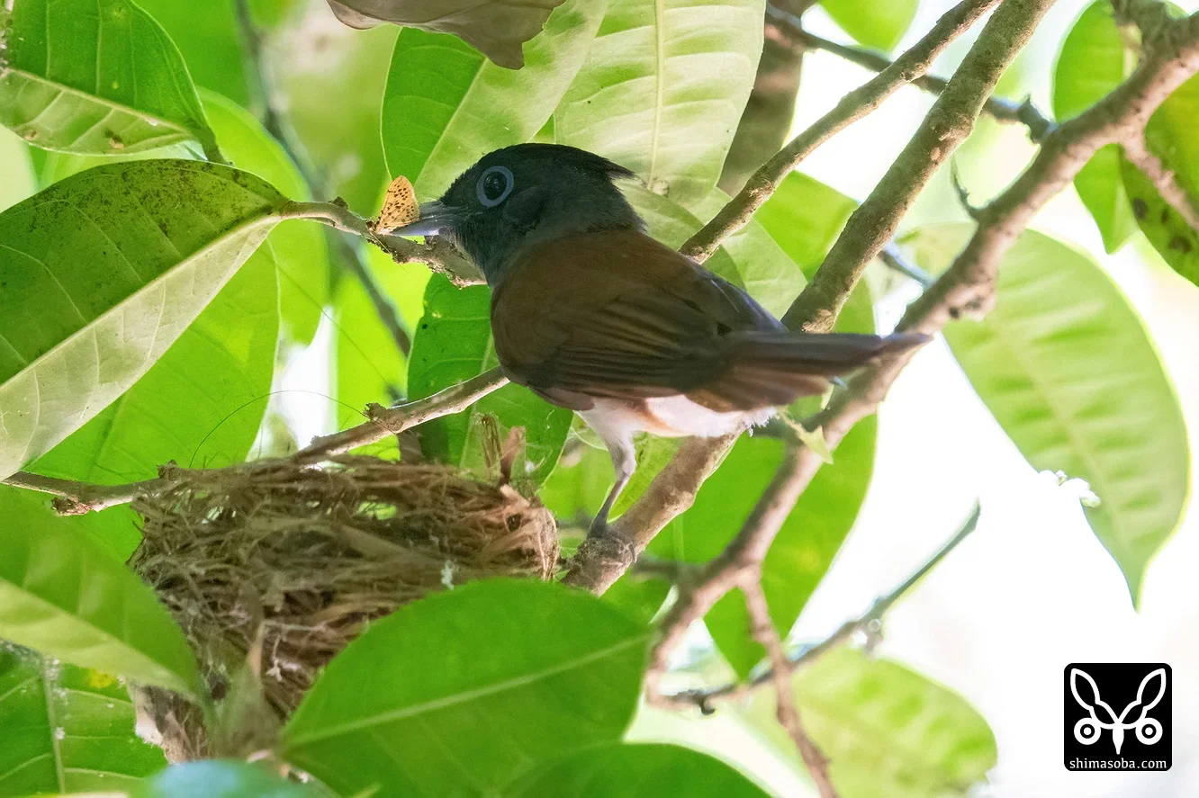 リュウキュウサンコウチョウ