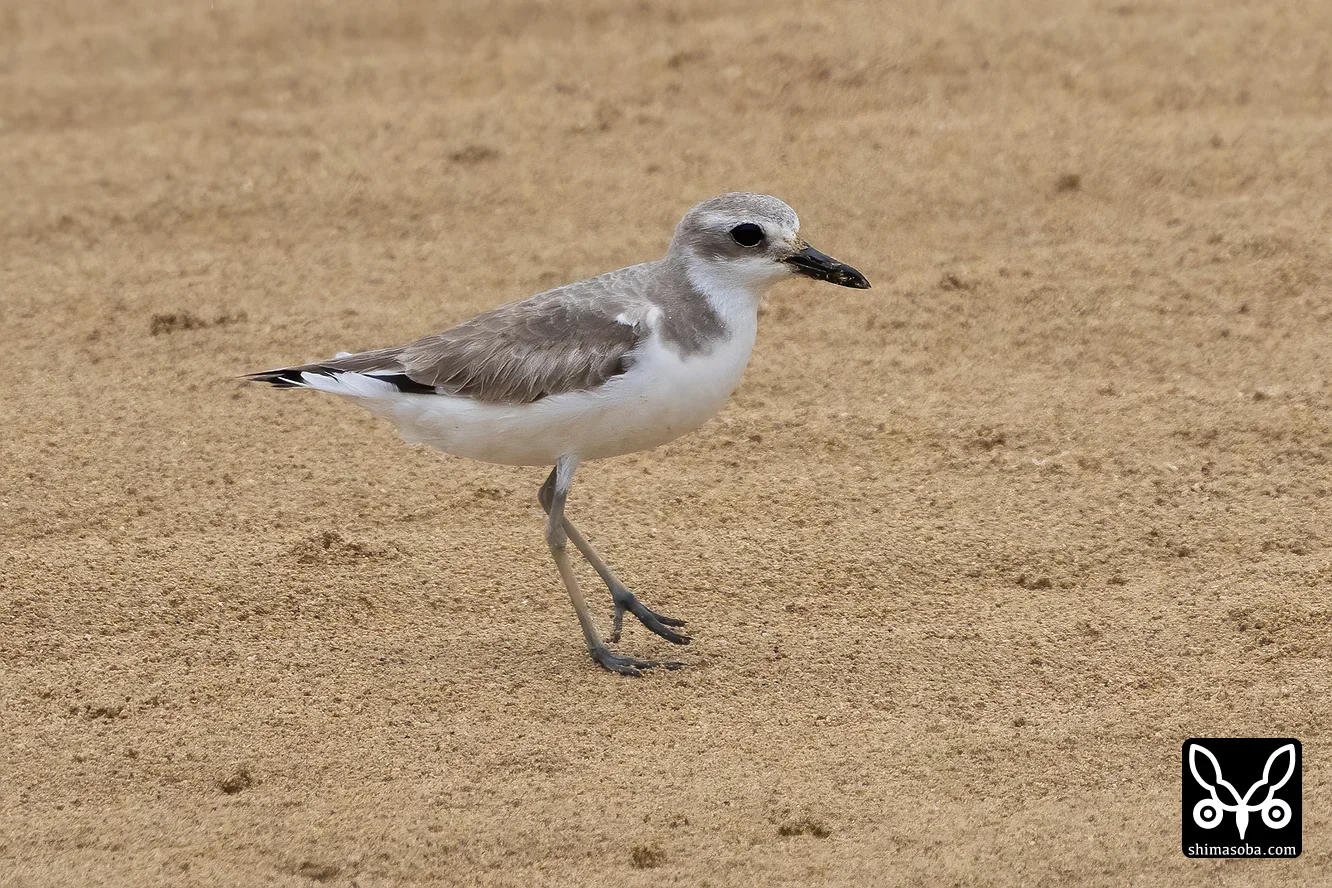 オオメダイチドリ