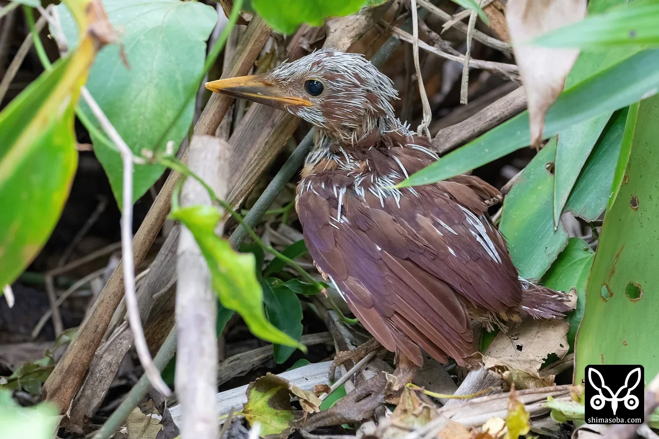 リュウキュウアカショウビン