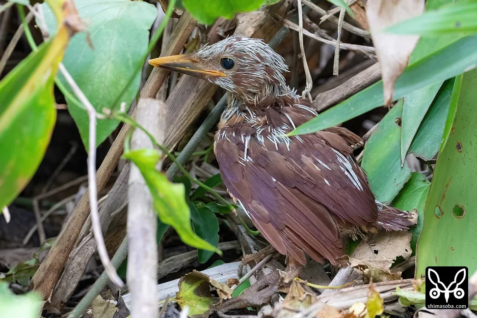 リュウキュウアカショウビン