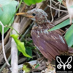 リュウキュウアカショウビン