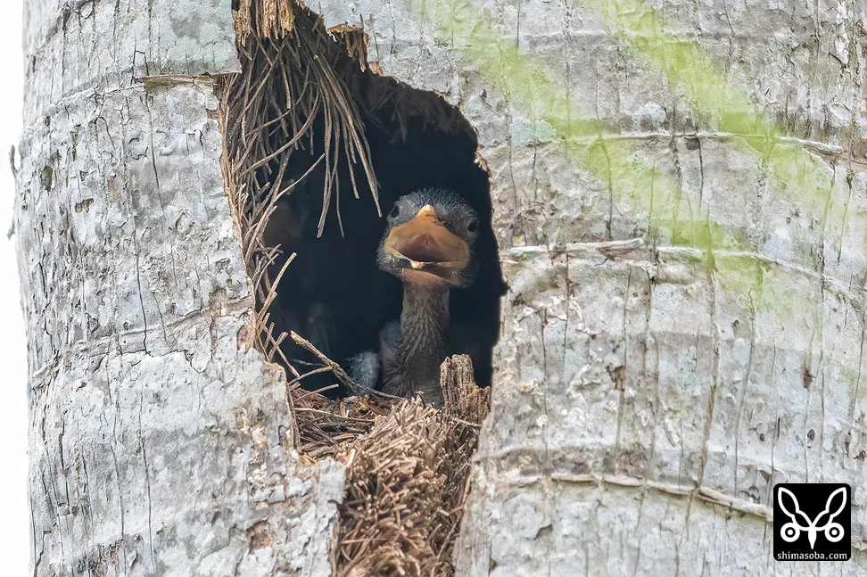 リュウキュウアカショウビン