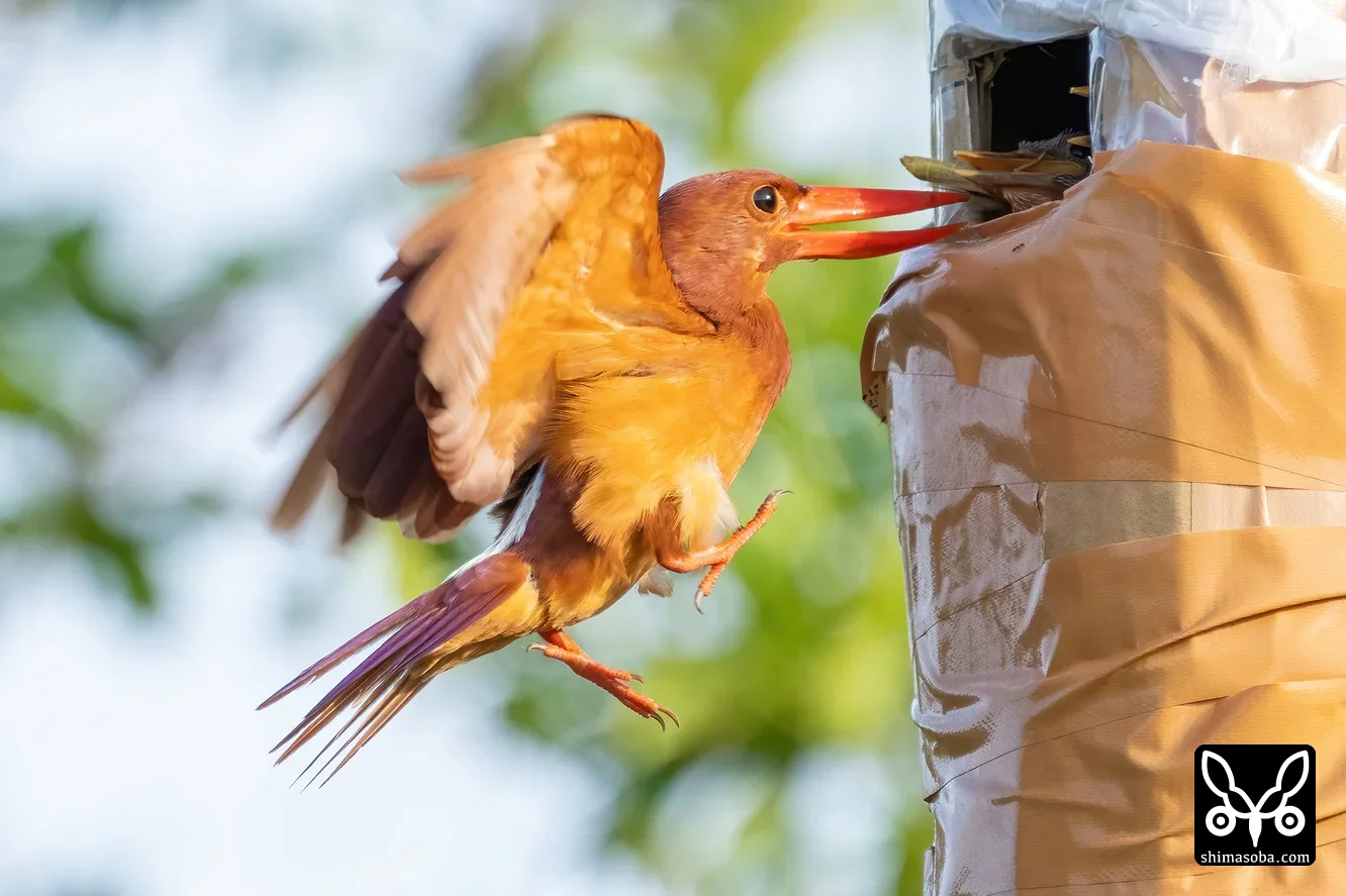 リュウキュウアカショウビン