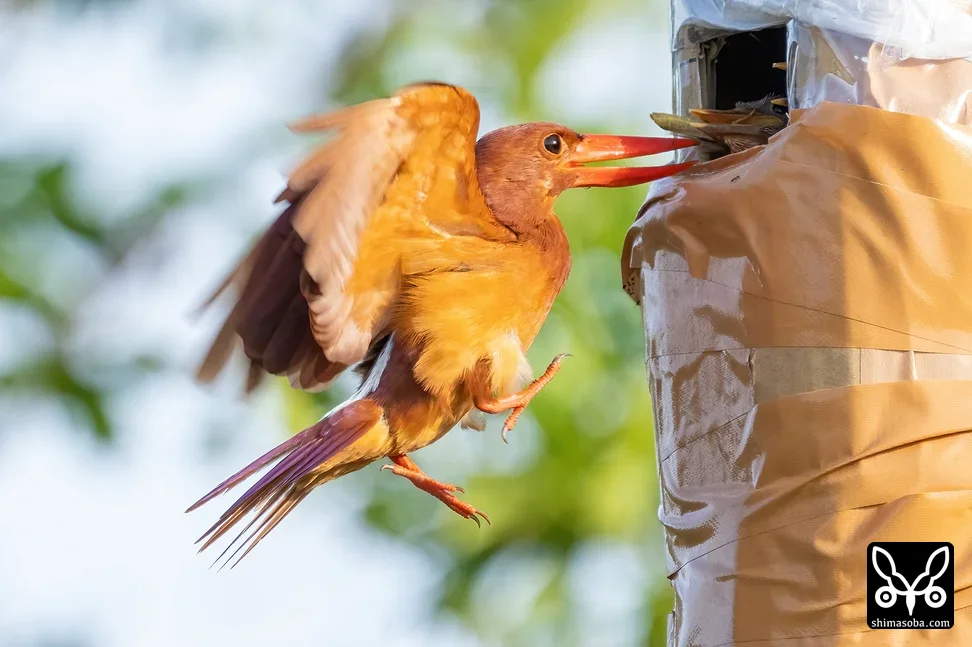 リュウキュウアカショウビン