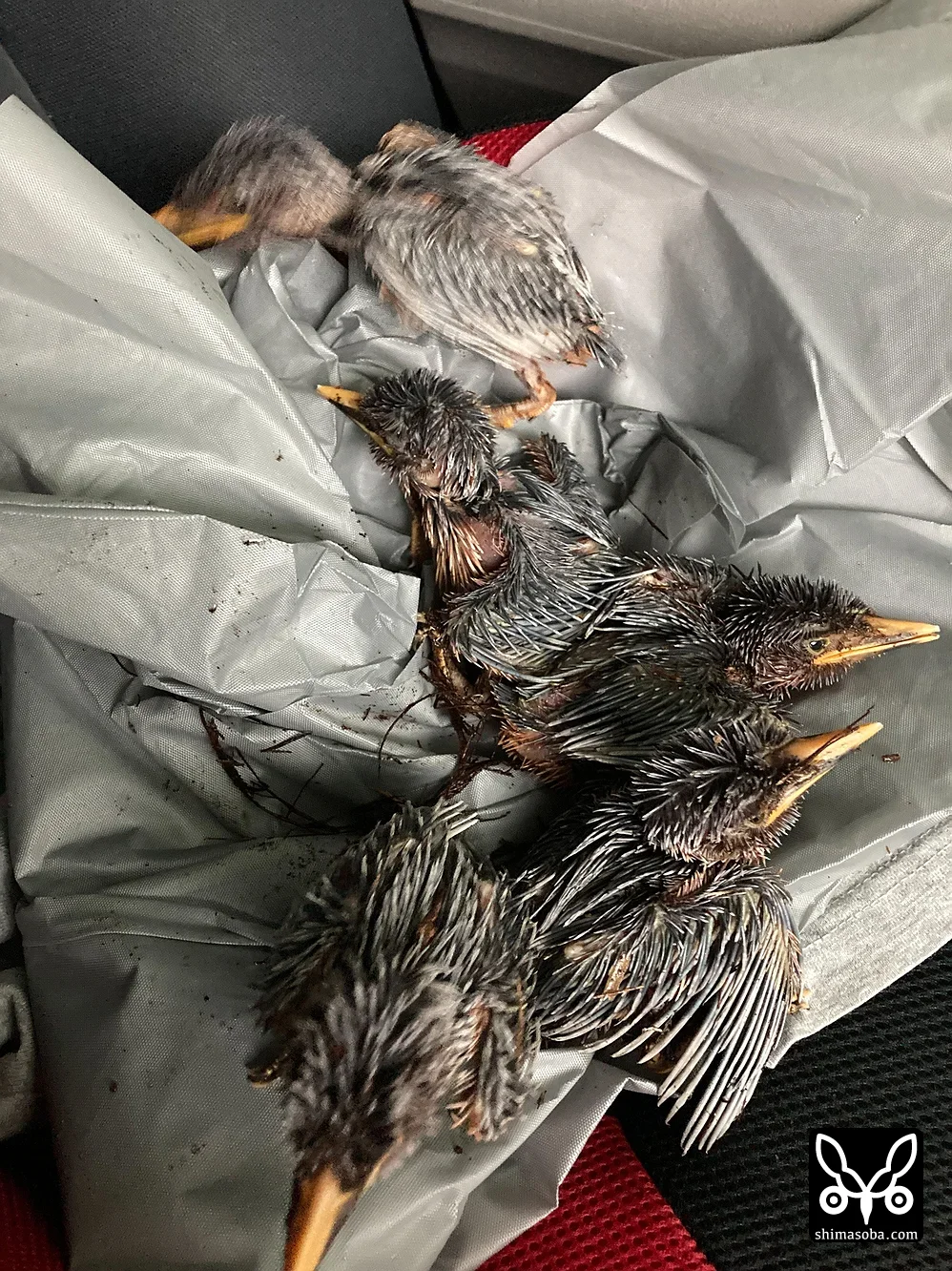 リュウキュウアカショウビン