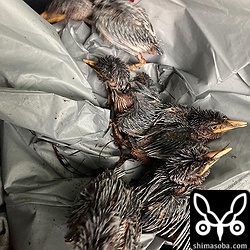 台風6号で営巣木が折れ、巣外に放り出されたヒナ5羽を23日午後6時26分に救出。