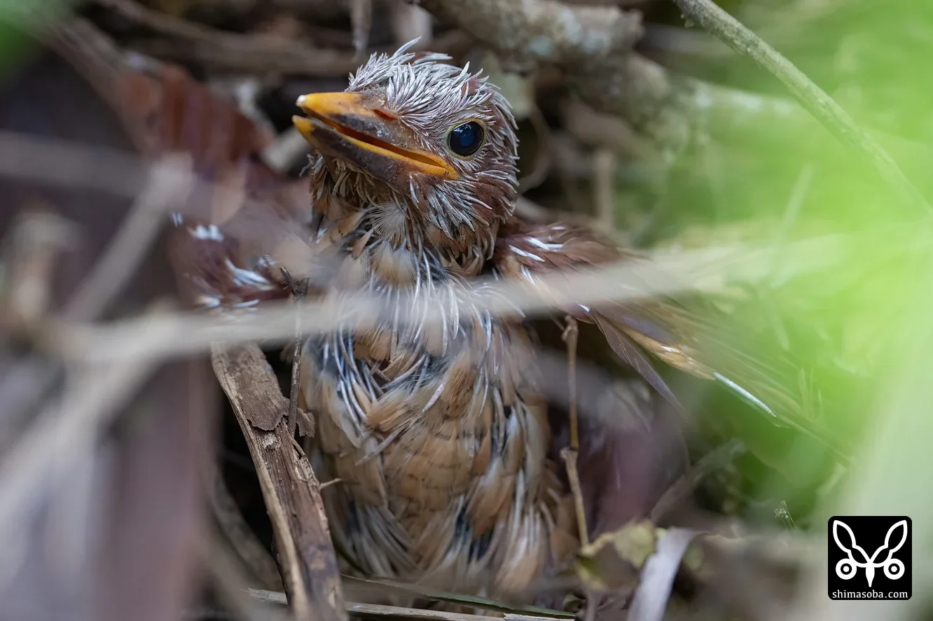 リュウキュウアカショウビン