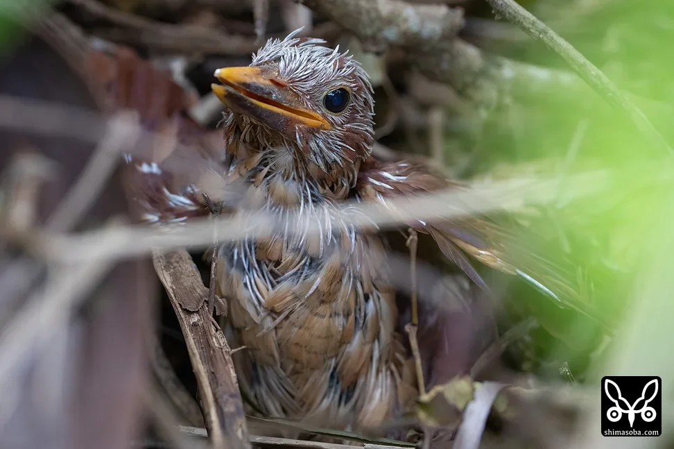 リュウキュウアカショウビン