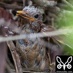 リュウキュウアカショウビン