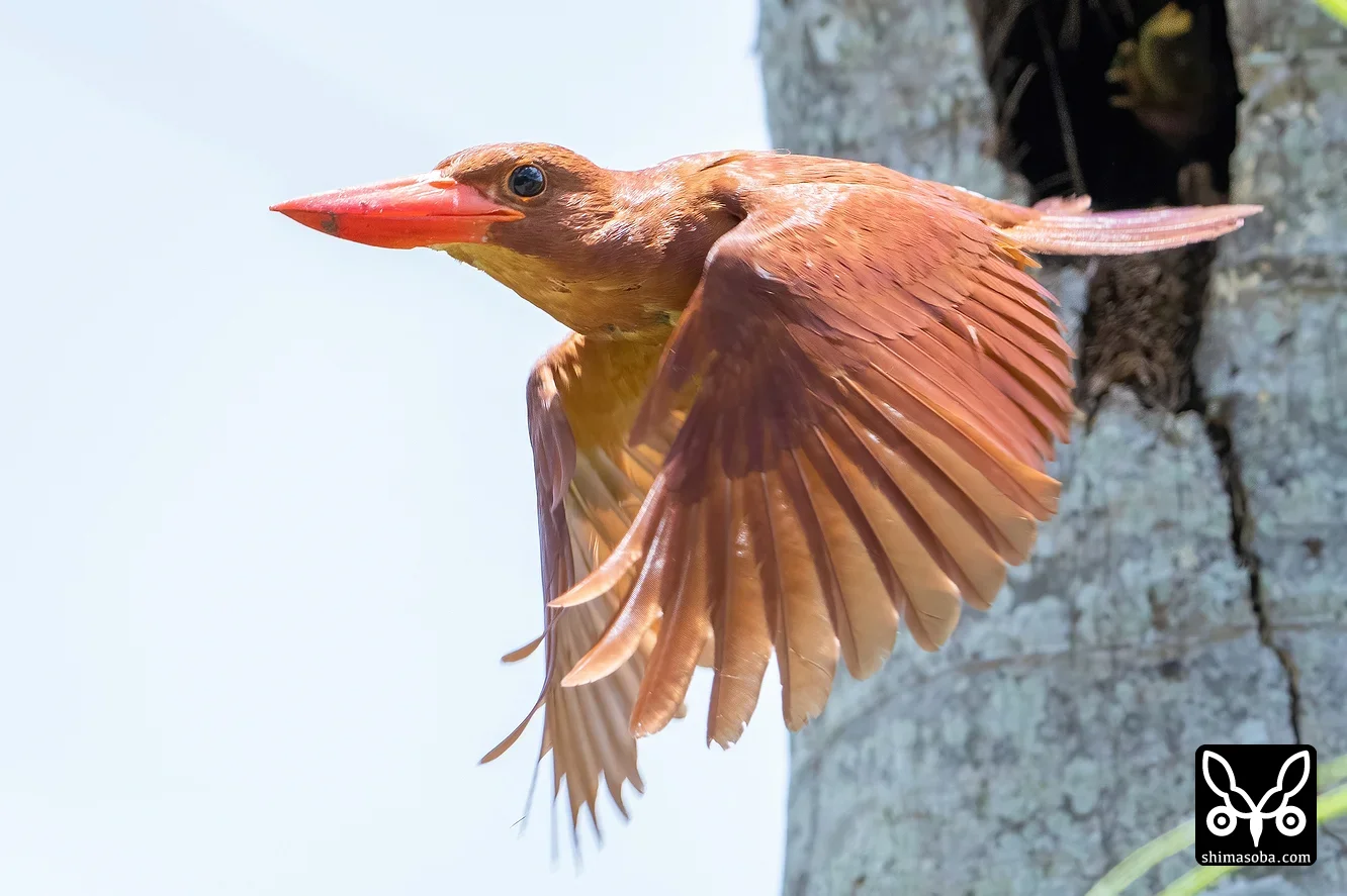 リュウキュウアカショウビン
