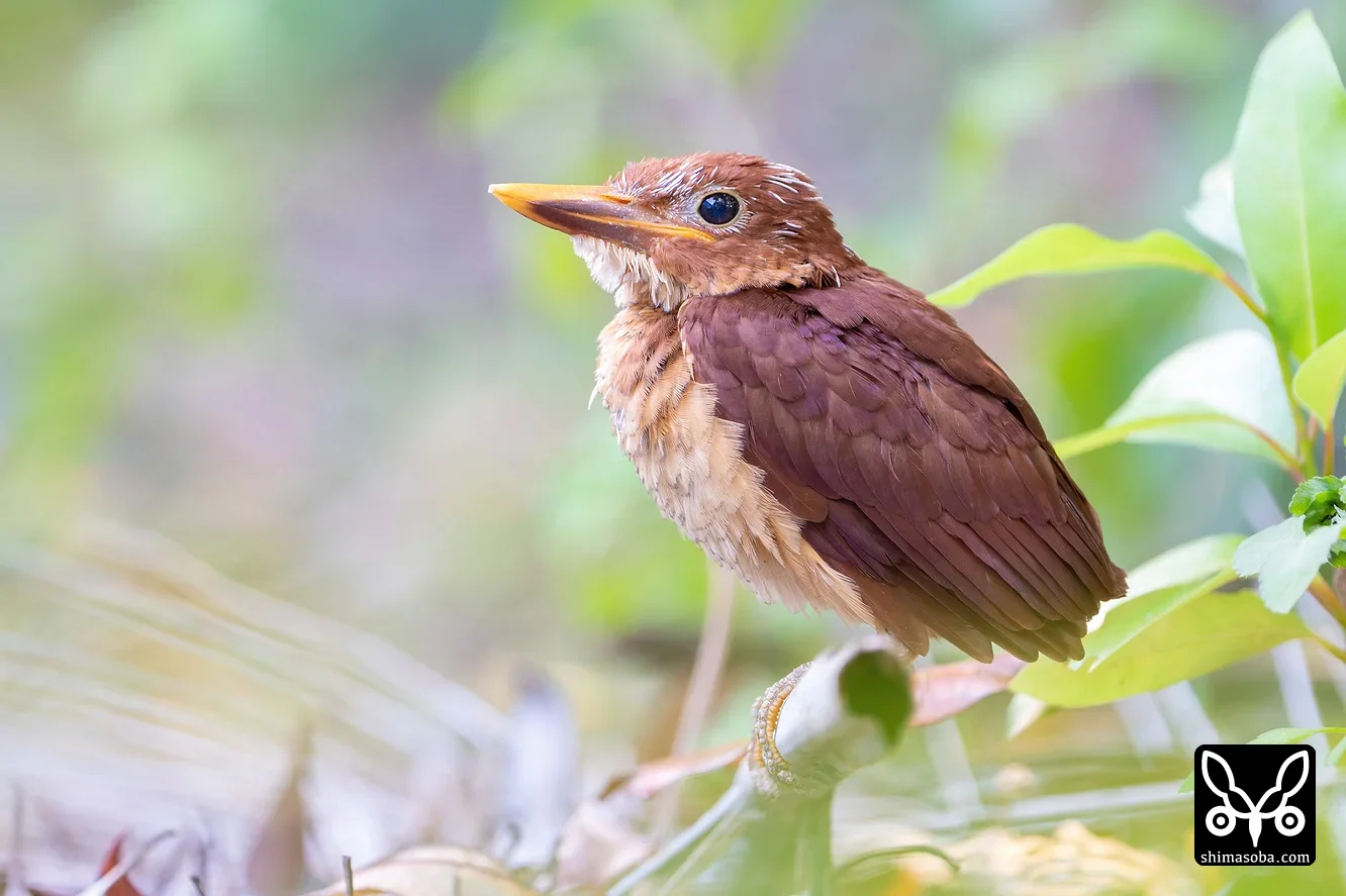 リュウキュウアカショウビン