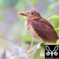 保護したアカショウビン段ボールハウスから5羽巣立ち(動画あり)