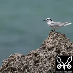 エリグロアジサシ