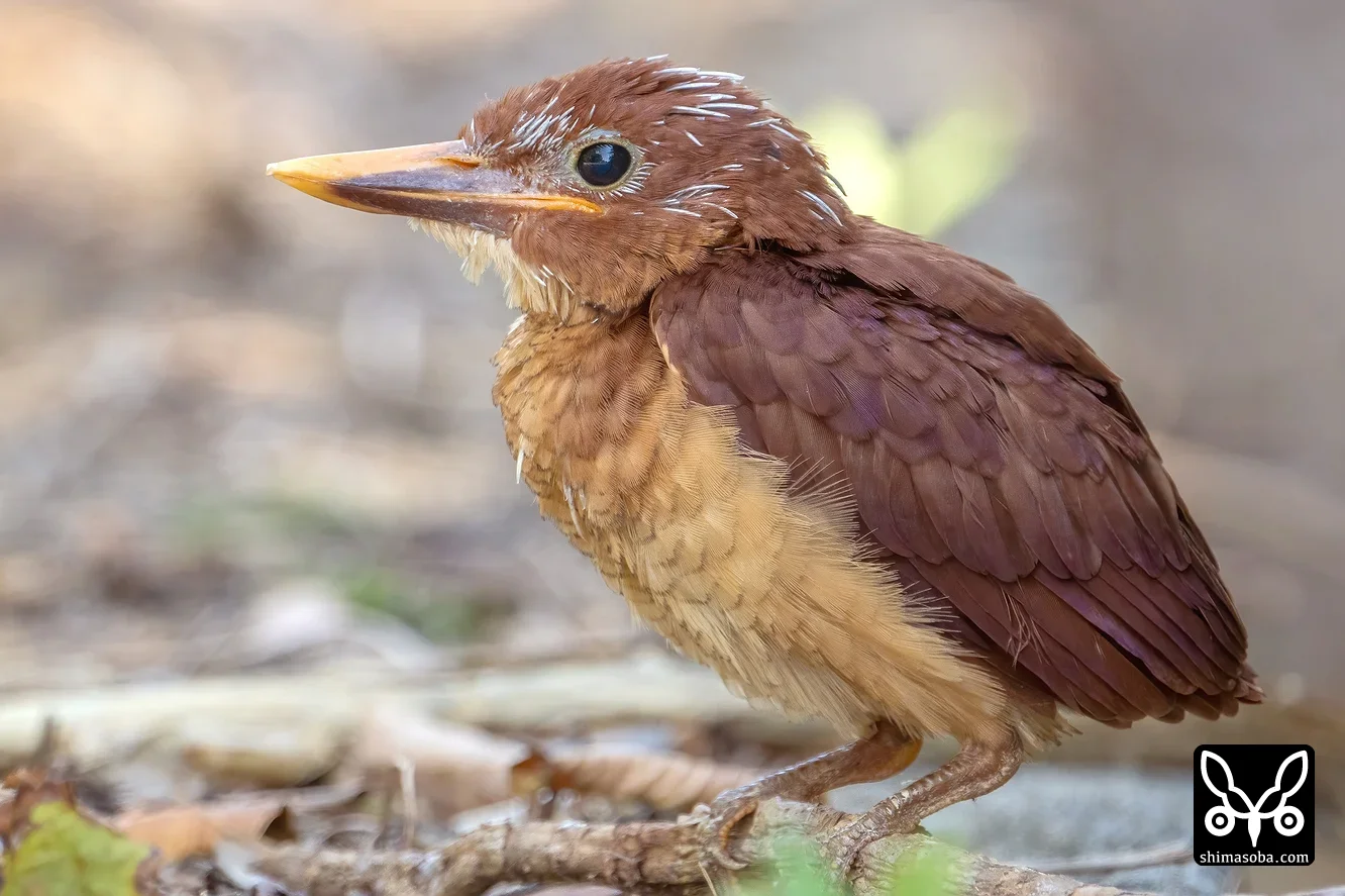 リュウキュウアカショウビン
