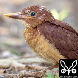 リュウキュウアカショウビン