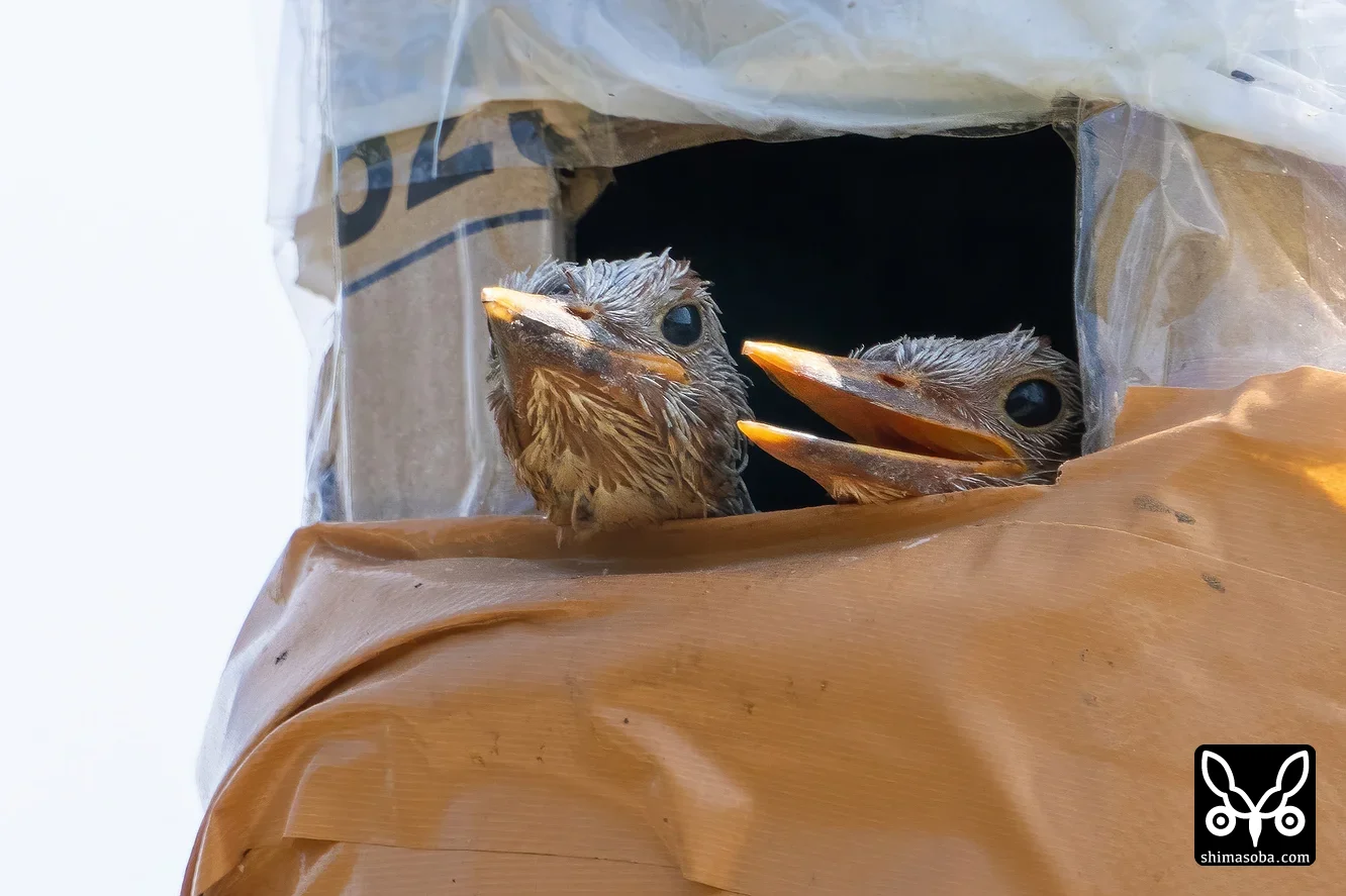 リュウキュウアカショウビン