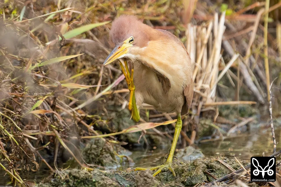 リュウキュウヨシゴイ