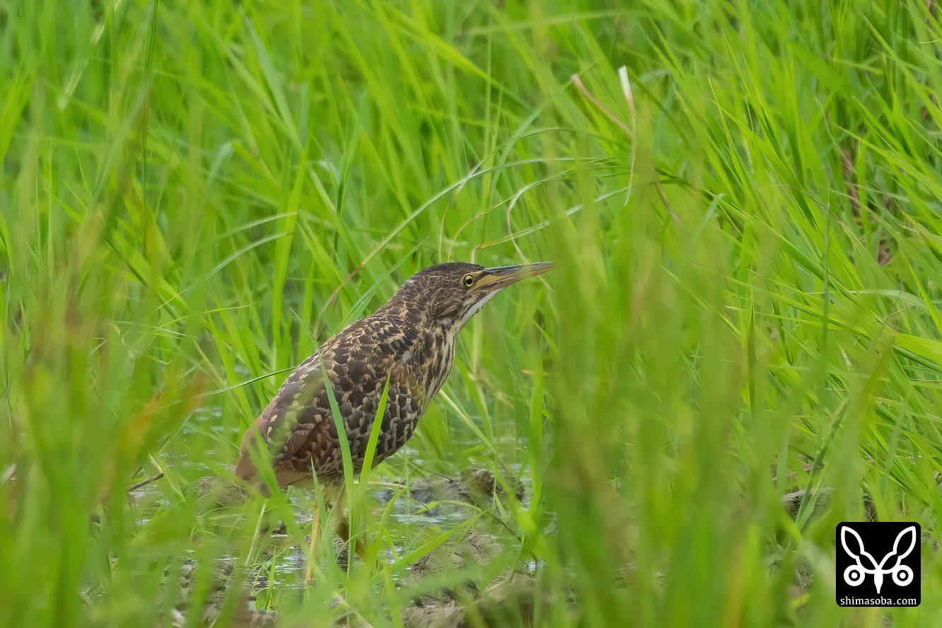 リュウキュウヨシゴイ