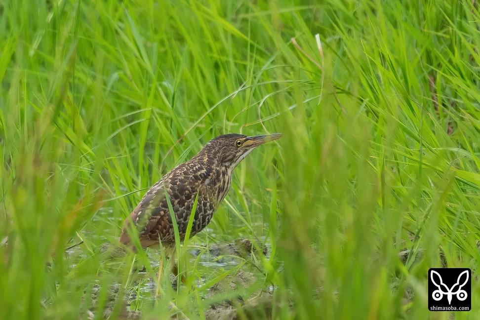 リュウキュウヨシゴイ