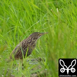 リュウキュウヨシゴイ