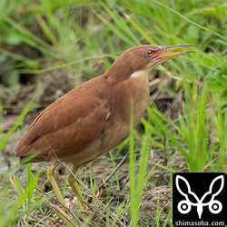 リュウキュウヨシゴイのオス成鳥。繁殖が終わっても婚姻色が残っています。