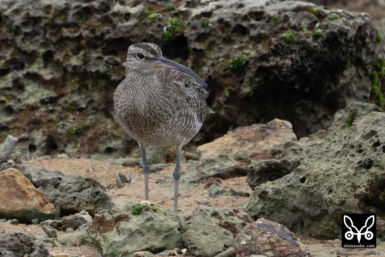 チュウシャクシギ