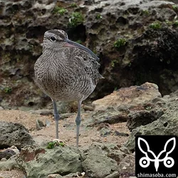 チュウシャクシギ