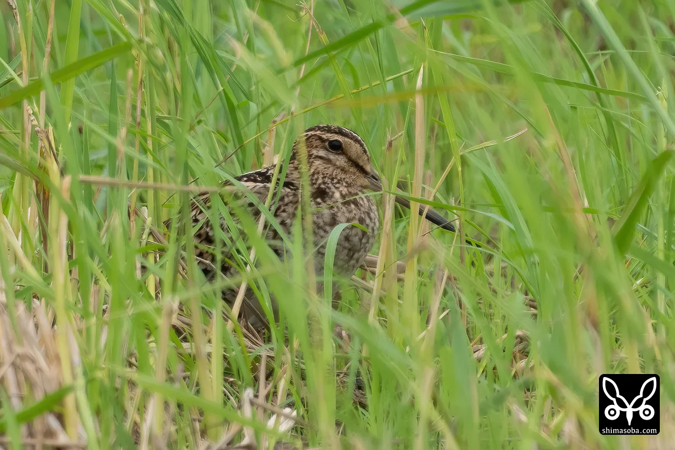 チュウジシギ